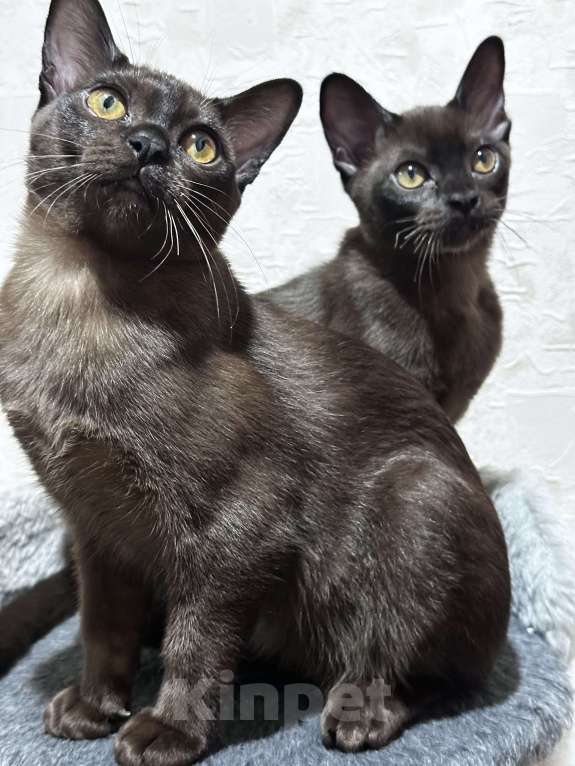 Кошки в Энгельс: Котята европейской бурмы Девочка, 30 000 руб. - фото 7