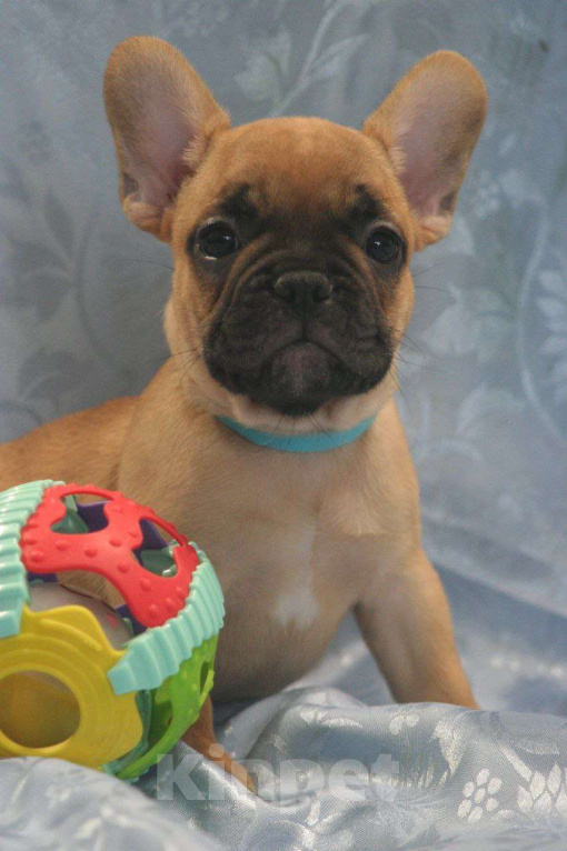 Собаки в Москве: 4 девочки и 1 мальчик Девочка, 65 000 руб. - фото 4