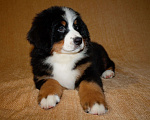Собаки в других городах Московской области: Бернский зенненхунд Девочка, 120 000 руб. - фото 2