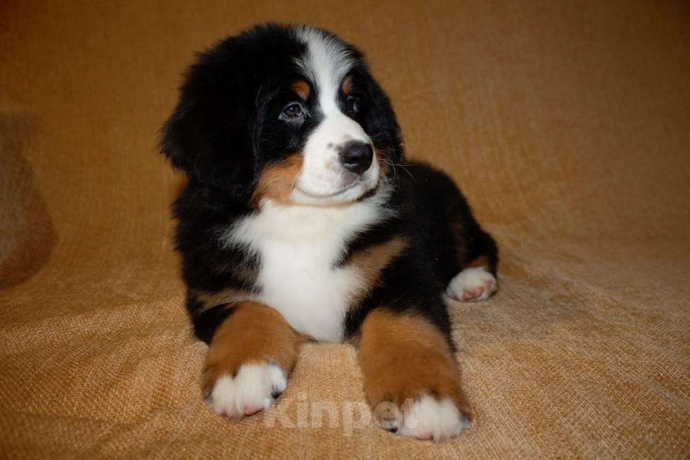 Собаки в других городах Московской области: Бернский зенненхунд Девочка, 120 000 руб. - фото 2