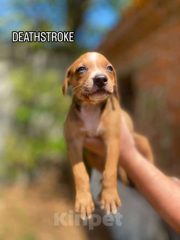 Собаки в Владикавказе: Щенки питбуля  Девочка, 50 000 руб. - фото 2