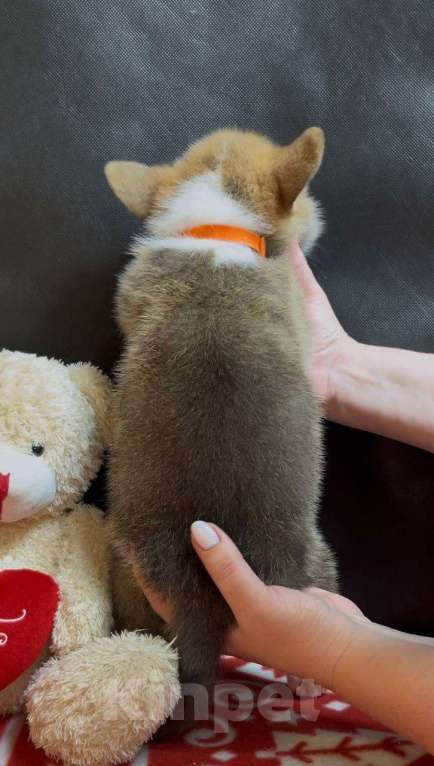 Собаки в других городах Московской области: Вельш корги пемброк мальчик с хвостиком Мальчик, 38 000 руб. - фото 10