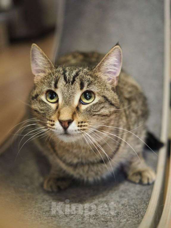 Кошки в Москве: Пружинка мечтает обрести дом! Девочка, Бесплатно - фото 6