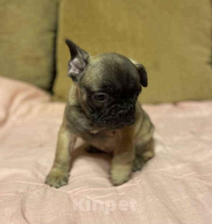 Собаки в Санкт-Петербурге: Шикарный мальчик французик  Мальчик, 45 000 руб. - фото 1