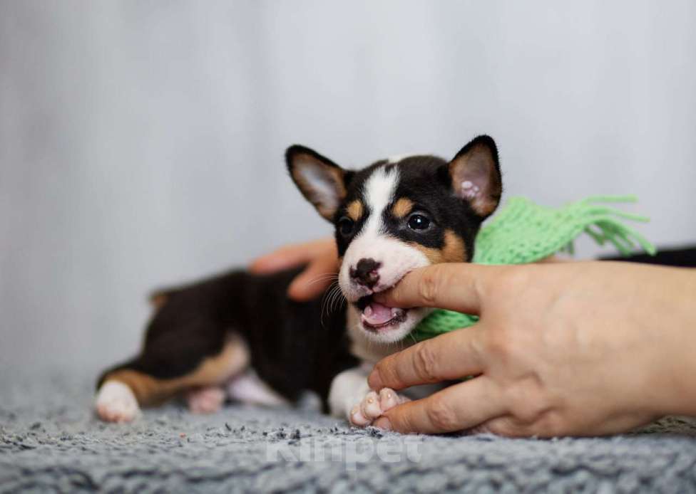 Собаки в Нижнем Новгороде: Щенок басенджи Мальчик, 70 000 руб. - фото 5