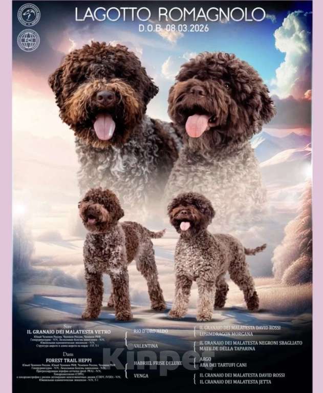 Собаки в Москве: Лаготто Романьоло щенки Разнополые, 180 000 руб. - фото 2