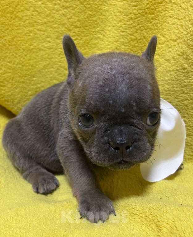 Собаки в Нижнем Новгороде: 6 щенков французского бульдога  Девочка, 30 000 руб. - фото 1