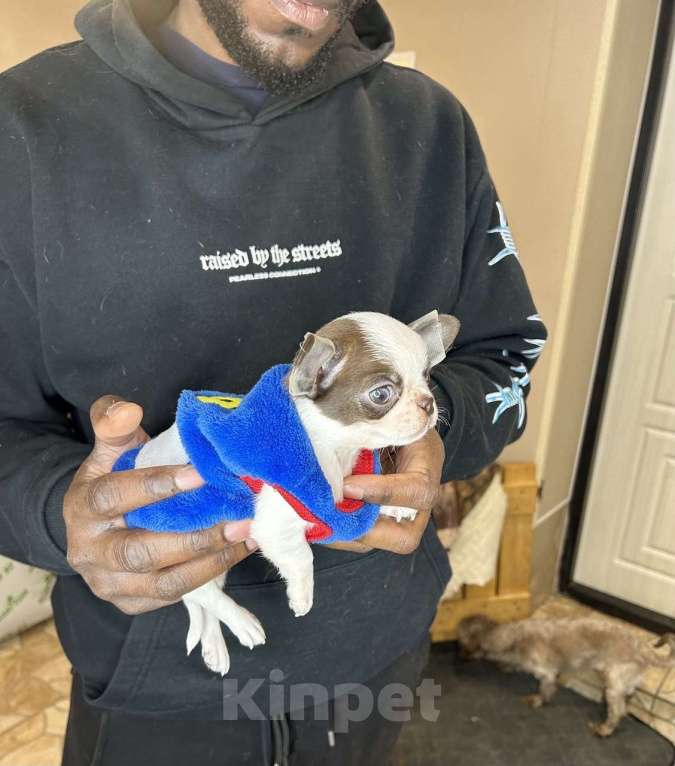 Собаки в Челябинске: Чихуахуа малыш Мальчик, Бесплатно - фото 4