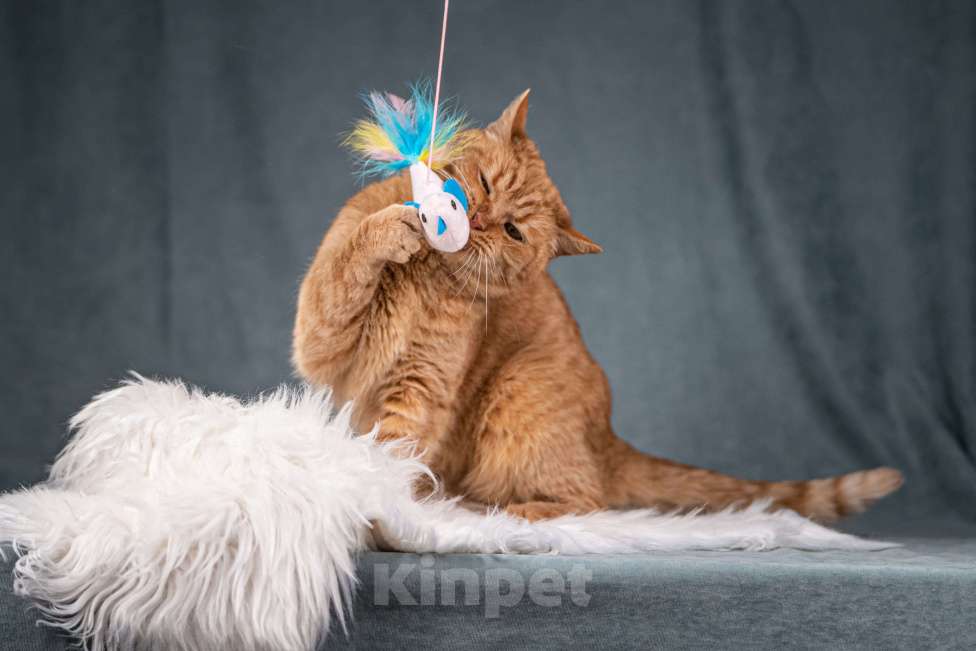 Кошки в Клине: Рыжик — матёрый кот в самом расцвете сил Мальчик, Бесплатно - фото 8