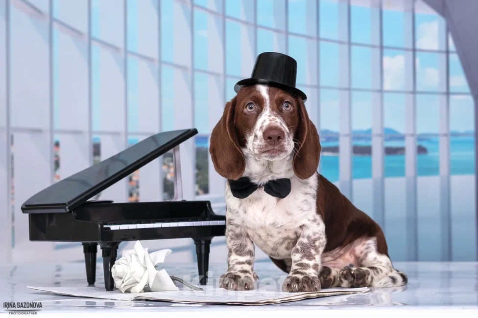 Собаки в Москве: Такса окрас Пайболд  Мальчик, 75 000 руб. - фото 9