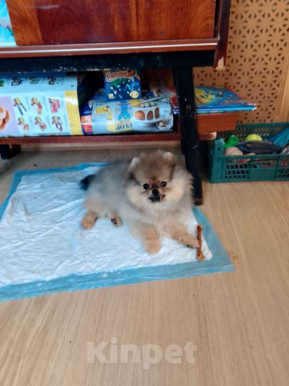 Собаки в Твери: Щенок Девочка, 25 000 руб. - фото 2