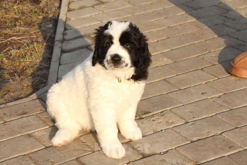 Собаки в других городах Московской области: Щенки Ландсира Девочка, Бесплатно - фото 6