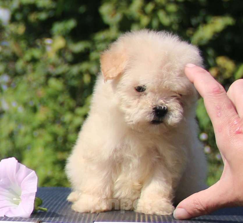Собаки в Москве: мальтипу  девочки мини и микро Девочка, 120 000 руб. - фото 4