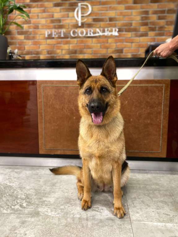 Собаки в других городах Московской области: Немецкая овчарка, девочка, 1 год, ищет дом  Девочка, Бесплатно - фото 2