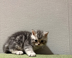 Кошки в Казани: Котята, помесь селкирк рекс с шотландским прямоухим Девочка, 25 000 руб. - фото 4