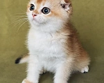 Кошки в Сочи: Шотландская кошечка Девочка, 35 000 руб. - фото 3