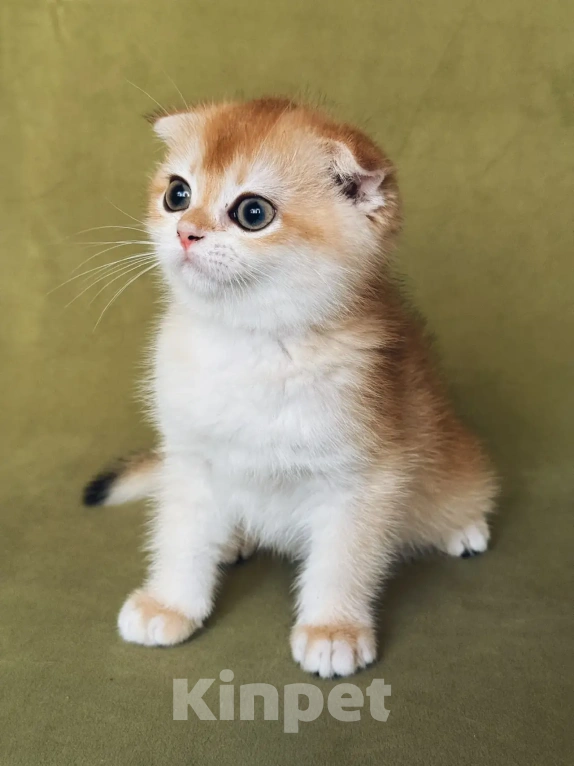 Кошки в Сочи: Шотландская кошечка Девочка, 35 000 руб. - фото 3