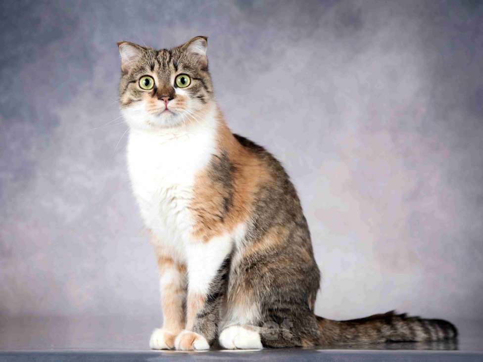 Кошки в Москве: Нежная ласковая кошечка Лёля в добрые руки Девочка, Бесплатно - фото 5