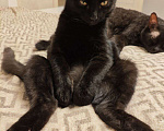 Кошки в Москве: Чёрный котёнок ищет семью Мальчик, 50 руб. - фото 3