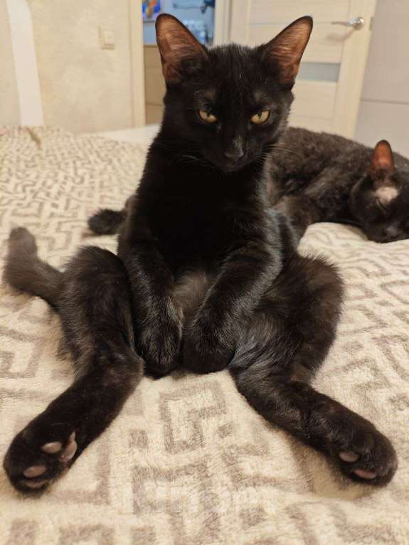 Кошки в Москве: Чёрный котёнок ищет семью Мальчик, 50 руб. - фото 3