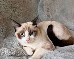 Кошки в Москве: Котёнок ищет семью Девочка, Бесплатно - фото 2