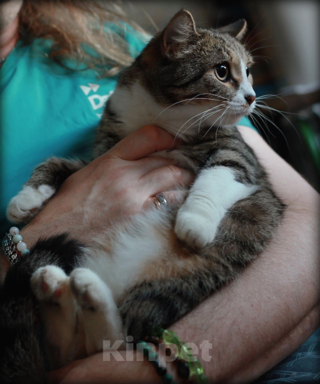 Кошки в Москве: Марси ищет дом  Девочка, Бесплатно - фото 3