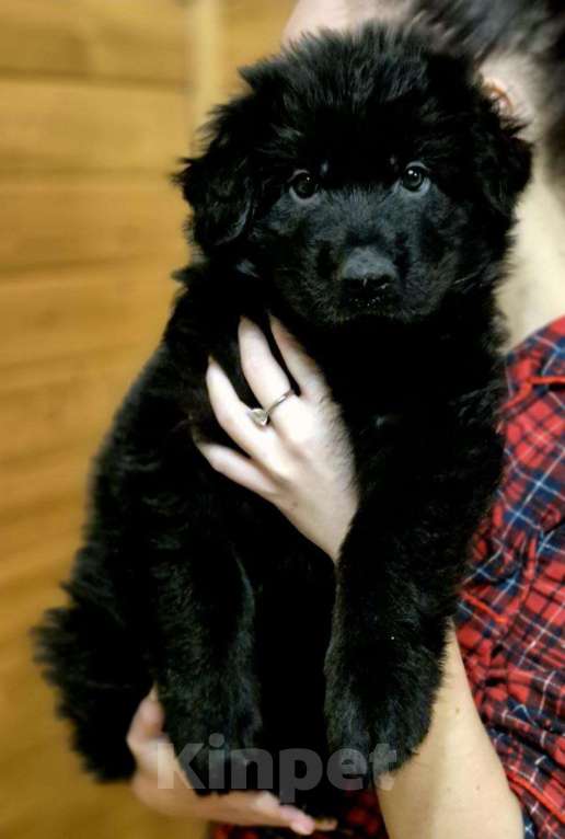 Собаки в других городах Московской области: Немецкая овчарка длинношёрстная Мальчик, 60 000 руб. - фото 7