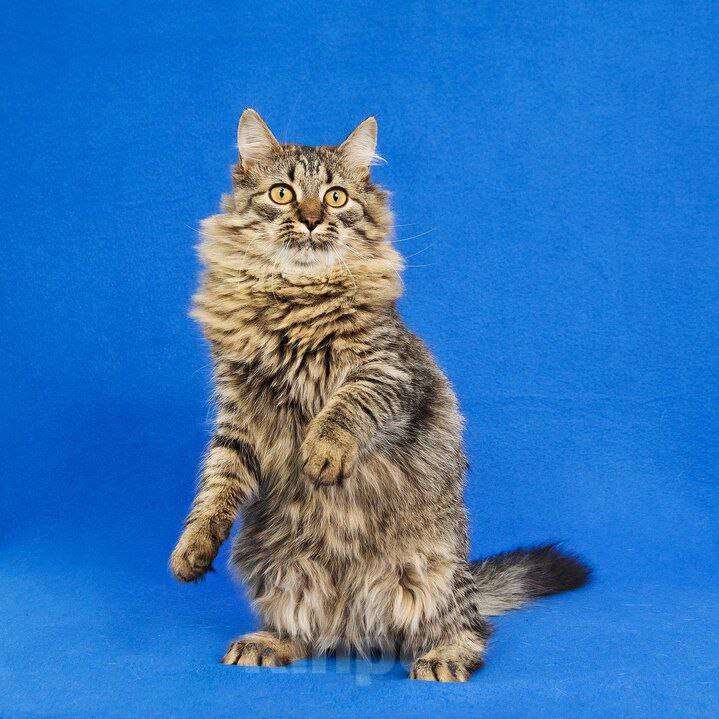 Кошки в Москве: Пушистый котик Орешек ищет семью Мальчик, Бесплатно - фото 5