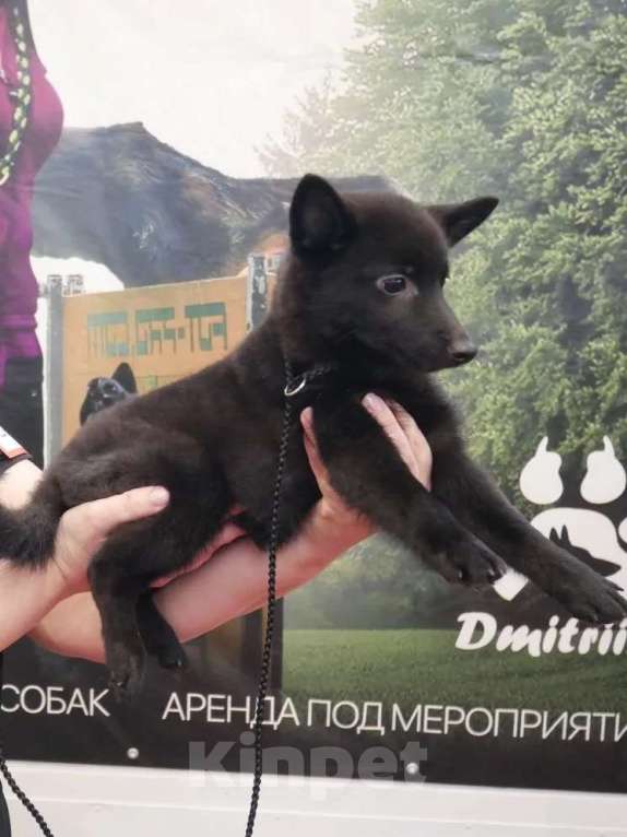 Собаки в Раменском: Шипперке Девочка, 50 000 руб. - фото 7