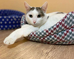 Кошки в Москве: Невезучий котик Сеня очень хочет стать домашним любимцем Мальчик, Бесплатно - фото 2