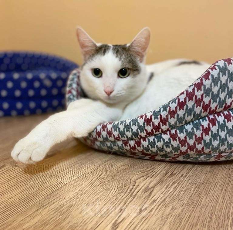 Кошки в Москве: Невезучий котик Сеня очень хочет стать домашним любимцем Мальчик, Бесплатно - фото 2