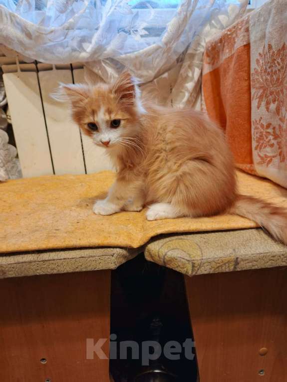 Кошки в Ярославле: Котенок (мальчик) 2-3 месяца Мальчик, Бесплатно - фото 4