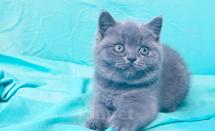Кошки в Санкт-Петербурге: Продаются британские котята в разведение и как домашний любимец Разнополые, Бесплатно - фото 5