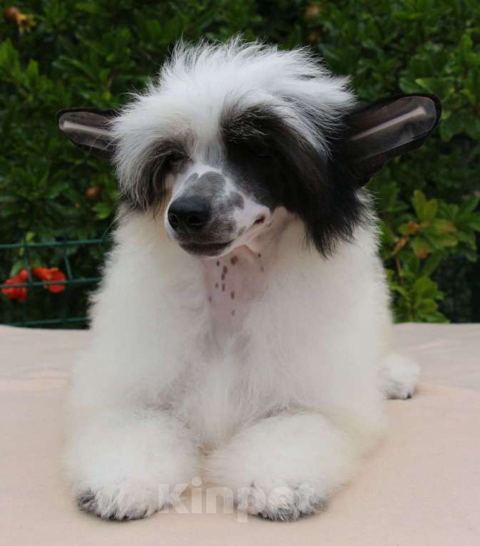 Собаки в Феодосии: Пуховая девочка китайской хохлатой собачки Девочка, Бесплатно - фото 7