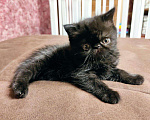Кошки в Ливны: Котята-Экзоты, 35 000 руб. - фото 5
