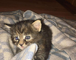 Кошки в Малмыже: Котята Мейнкун, 5 000 руб. - фото 5