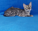 Кошки в Москве: Бенгальский кот Мальчик, Бесплатно - фото 4