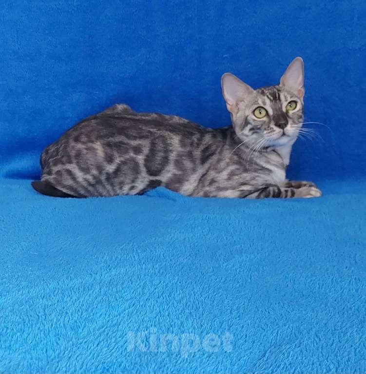 Кошки в Москве: Бенгальский кот Мальчик, Бесплатно - фото 4
