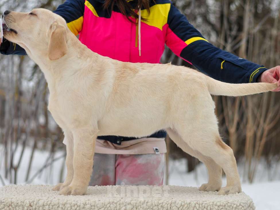 Собаки в других городах Липецкой области: Щенок лабрадора Холлабвууд'с Пиппа Девочка, 60 000 руб. - фото 4