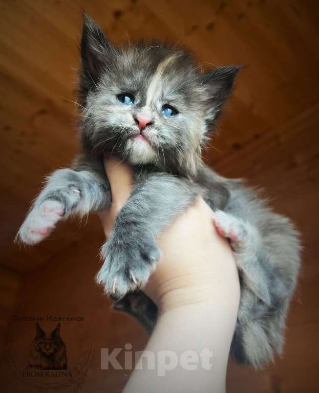 Кошки в Санкт-Петербурге: Девочки черепашки Девочка, 35 000 руб. - фото 2