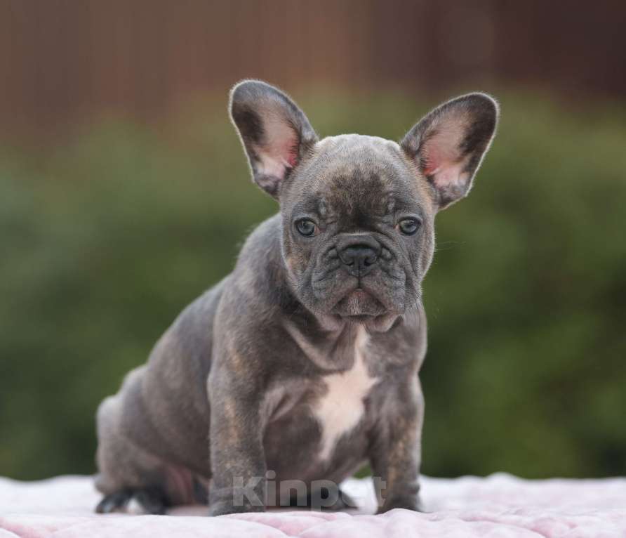 Собаки в Брянске: Динь Девочка, 65 000 руб. - фото 5