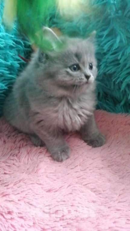 Кошки в Москве: Шотландские котята  Девочка, 10 000 руб. - фото 7