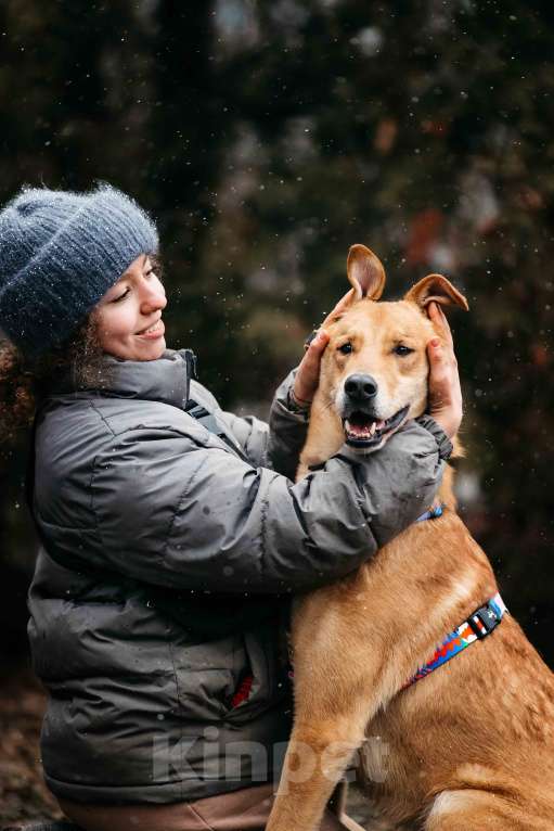 Собаки в Москве: Очень умный мальчик ищет семью. Банни из приюта в добрые руки Мальчик, Бесплатно - фото 4