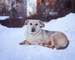 Собаки в Москве: Маленькая собачка в добрые руки Девочка, Бесплатно - фото 10