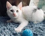 Кошки в Москве: Котенок Семен ищет дом Мальчик, Бесплатно - фото 9
