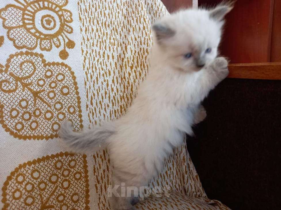 Кошки в Санкт-Петербурге: Девочка невской маскарадной кошки Девочка, 15 000 руб. - фото 3