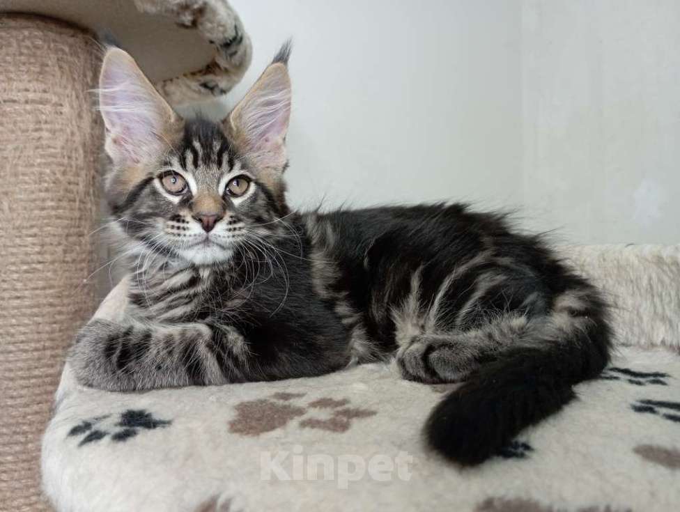 Кошки в Севастополе: котенок мейн-кун черный Мальчик, 40 000 руб. - фото 1