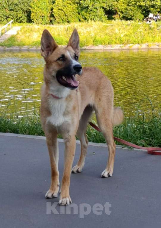 Собаки в Москве: Анфиса в дрбрые руки Девочка, Бесплатно - фото 9