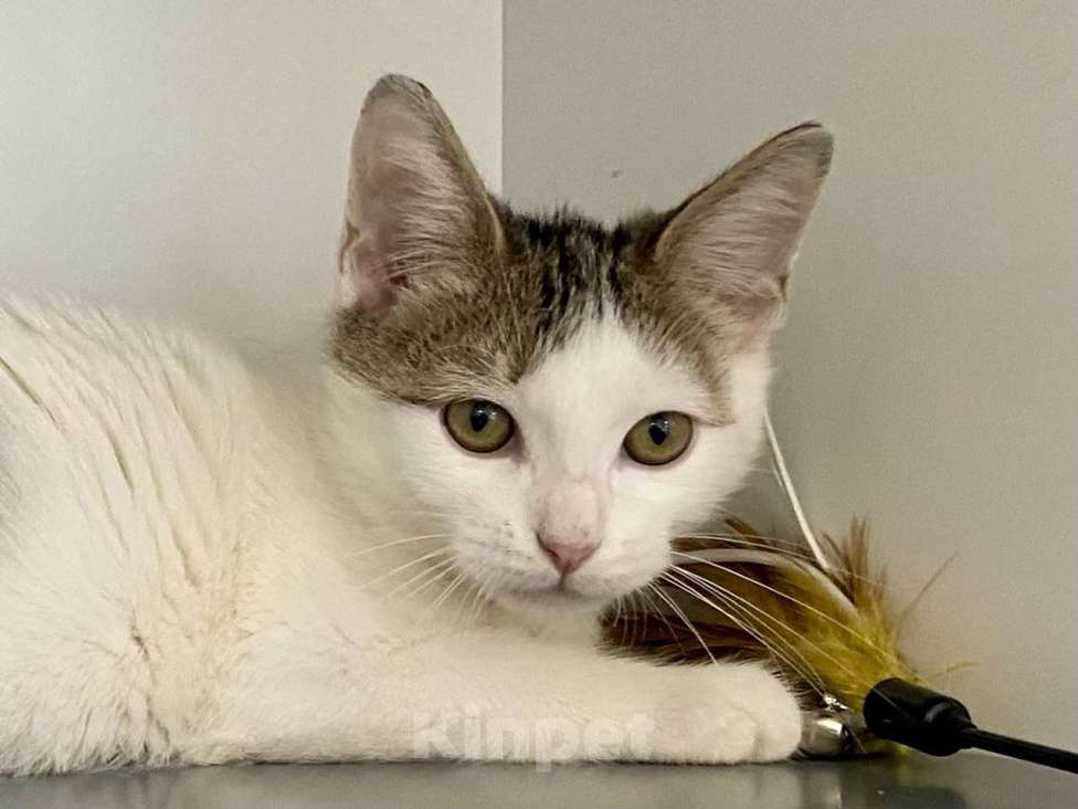 Кошки в Москве: Котенок-подросток в шапочке в добрые руки Мальчик, Бесплатно - фото 6