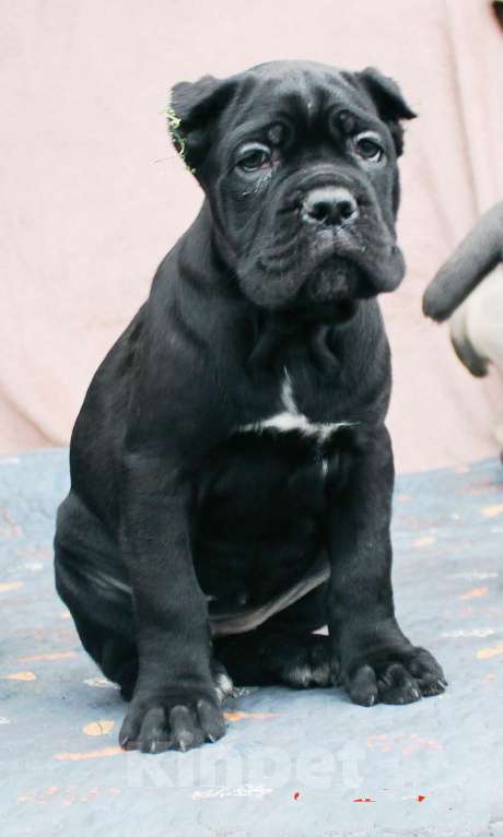 Собаки в других городах Ярославской области: Щенки кане корсо Мальчик, 80 000 руб. - фото 7